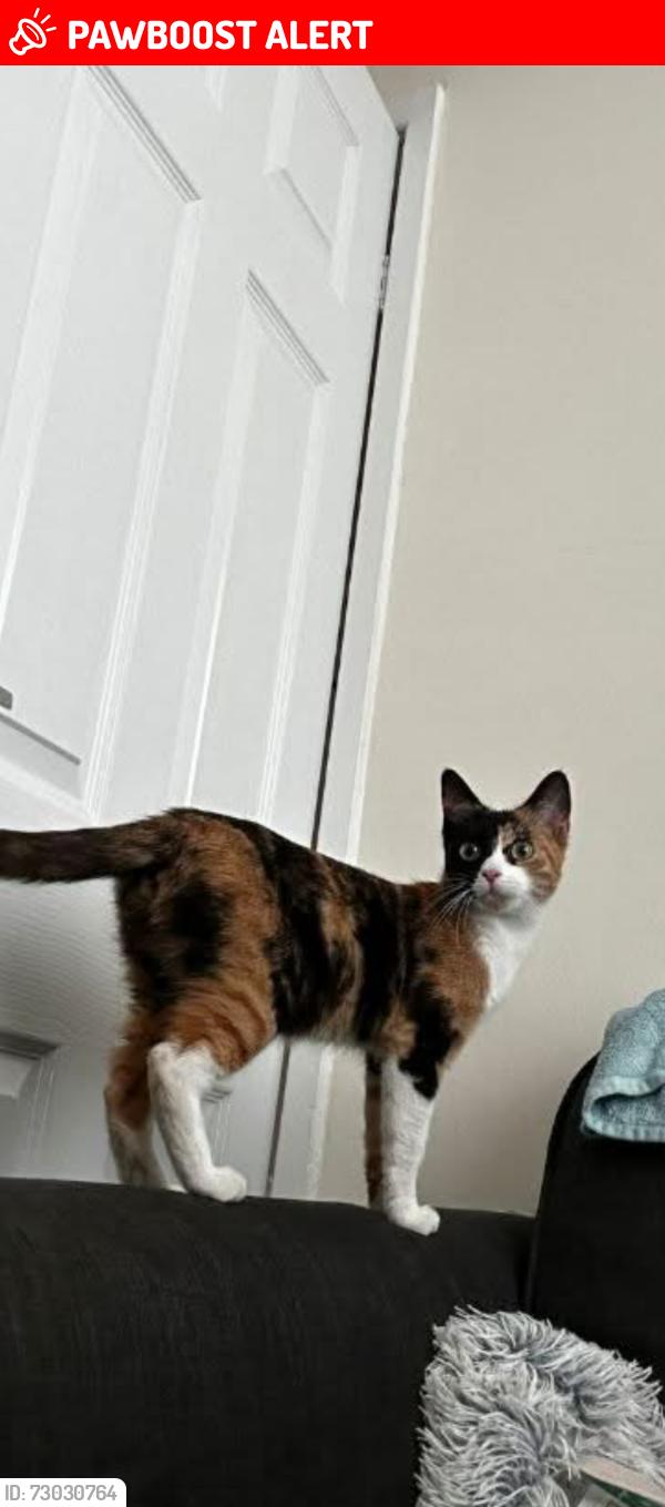 Lost Female Cat last seen Banks road , Merseyside, England L19 8LE