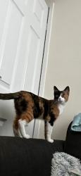 Lost Female Cat last seen Banks road , Merseyside, England L19 8LE