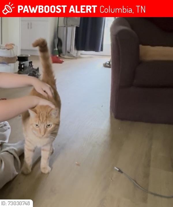 Lost Male Cat last seen Near sowell mill pike, Columbia TN, Columbia, TN 38401