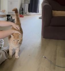 Lost Male Cat last seen Near sowell mill pike, Columbia TN, Columbia, TN 38401