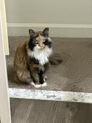 Reunited Female Cat last seen 77th and Narrows, Brooklyn, NY 11209