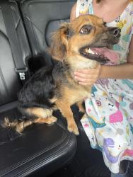 Found/Stray Female Dog last seen Sundown ct burleson tx , Burleson, TX 76028