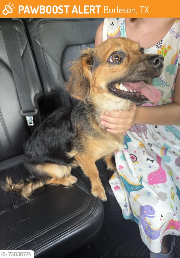 Found/Stray Female Dog last seen Sundown ct burleson tx , Burleson, TX 76028