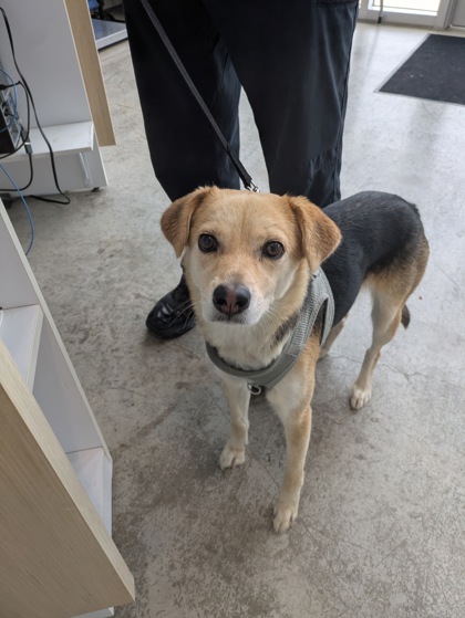 Shelter Stray Female Dog last seen Near Sage Meadow Trl, North District, TX, 355 Hillshire Dr, Haslet, TX 76052, USA