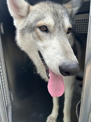 Shelter Stray Male Dog last seen Near shawnee Trail, North District, TX, 355 Hillshire Dr, Haslet, TX 76052, USA