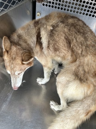 Shelter Stray Male Dog last seen Near shawnee Trail, North District, TX, 355 Hillshire Dr, Haslet, TX 76052, USA