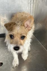 Shelter Stray Female Dog last seen Near BAKER ST, Central District, , 355 Hillshire Dr, Haslet, TX 76052, USA