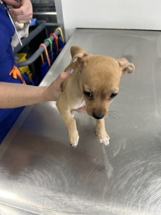 Shelter Stray Male Dog last seen Near BAKER ST, Central District, , 355 Hillshire Dr, Haslet, TX 76052, USA