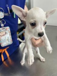 Shelter Stray Male Dog last seen Near BAKER ST, Central District, , 355 Hillshire Dr, Haslet, TX 76052, USA