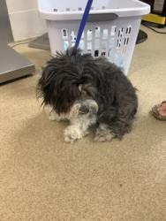 Shelter Stray Female Dog last seen , South District, TX, 355 Hillshire Dr, Haslet, TX 76052, USA