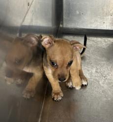Shelter Stray Female Dog last seen Near BAKER ST, Central District, , 355 Hillshire Dr, Haslet, TX 76052, USA