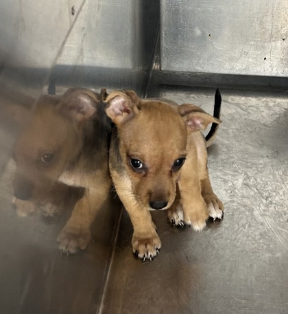 Shelter Stray Female Dog last seen Near BAKER ST, Central District, , 355 Hillshire Dr, Haslet, TX 76052, USA