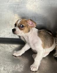 Shelter Stray Female Dog last seen Near BAKER ST, Central District, , 355 Hillshire Dr, Haslet, TX 76052, USA