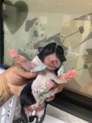 Shelter Stray Female Dog last seen , South District, TX, 355 Hillshire Dr, Haslet, TX 76052, USA