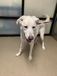 Shelter Stray Male Dog last seen , , TX, 355 Hillshire Dr, Haslet, TX 76052, USA