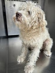 Shelter Stray Male Dog last seen Near Melwood St., East District, TX, 355 Hillshire Dr, Haslet, TX 76052, USA