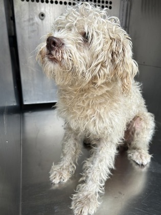 Shelter Stray Male Dog last seen Near Melwood St., East District, TX, 355 Hillshire Dr, Haslet, TX 76052, USA