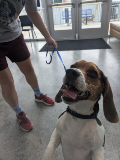 Shelter Stray Male Dog last seen Near Access Rd, West District, TX, 355 Hillshire Dr, Haslet, TX 76052, USA