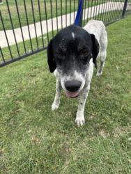 Shelter Stray Male Dog last seen Near E LANCASTER AVE, East District, TX, 355 Hillshire Dr, Haslet, TX 76052, USA
