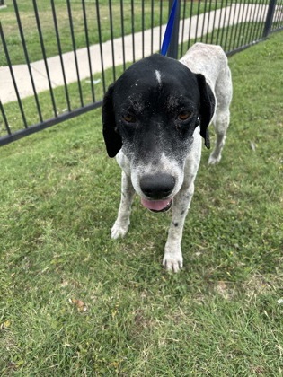 Shelter Stray Male Dog last seen Near E LANCASTER AVE, East District, TX, 355 Hillshire Dr, Haslet, TX 76052, USA