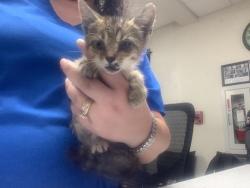 Shelter Stray Female Cat last seen Near Martin St, East District, , 355 Hillshire Dr, Haslet, TX 76052, USA