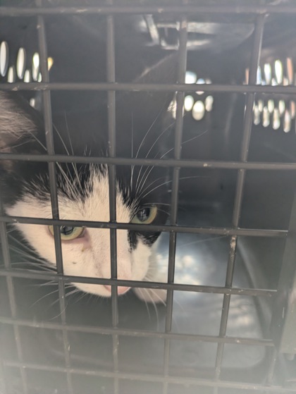 Shelter Stray Female Cat last seen , , TX, 355 Hillshire Dr, Haslet, TX 76052, USA
