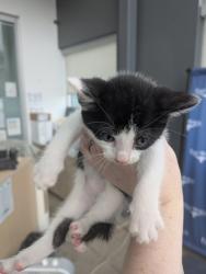 Shelter Stray Female Cat last seen , , TX, 355 Hillshire Dr, Haslet, TX 76052, USA