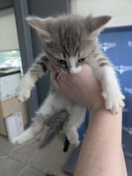 Shelter Stray Female Cat last seen , , TX, 355 Hillshire Dr, Haslet, TX 76052, USA