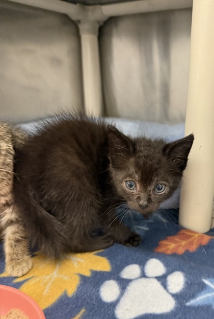 Shelter Stray Female Cat last seen Near W Main St, New Bern City Limits, NC, 1639 Old Airport Rd, New Bern, NC 28562, USA