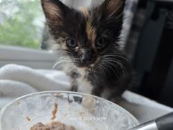 Shelter Stray Female Cat last seen Near W Main St, New Bern City Limits, NC, 1639 Old Airport Rd, New Bern, NC 28562, USA