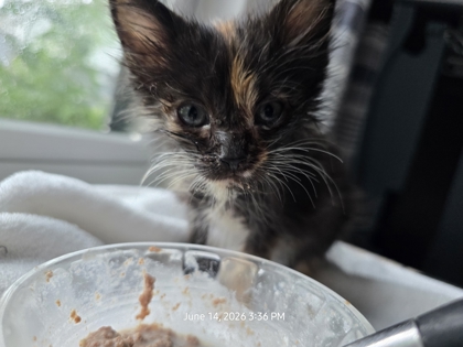 Shelter Stray Female Cat last seen Near W Main St, New Bern City Limits, NC, 1639 Old Airport Rd, New Bern, NC 28562, USA
