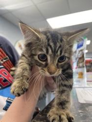 Shelter Stray Female Cat last seen Near Roanoke Ave, New Bern City Limits, NC, 1639 Old Airport Rd, New Bern, NC 28562, USA