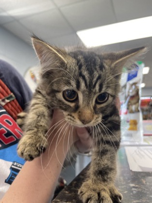 Shelter Stray Female Cat last seen Near Roanoke Ave, New Bern City Limits, NC, 1639 Old Airport Rd, New Bern, NC 28562, USA