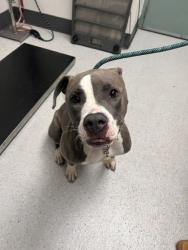 Shelter Stray Male Dog last seen EB 80/ Bay Bridge, Oakland, CA, 1101 29th Ave, Oakland, CA 94601, USA