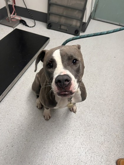 Shelter Stray Male Dog last seen EB 80/ Bay Bridge, Oakland, CA, 1101 29th Ave, Oakland, CA 94601, USA