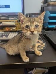 Shelter Stray Female Cat last seen Near San Miguel Dr, Stone Mountain, GA 30083, 30083, GA, 3280 Chamblee Dunwoody Rd, Chamblee, GA 30341, USA