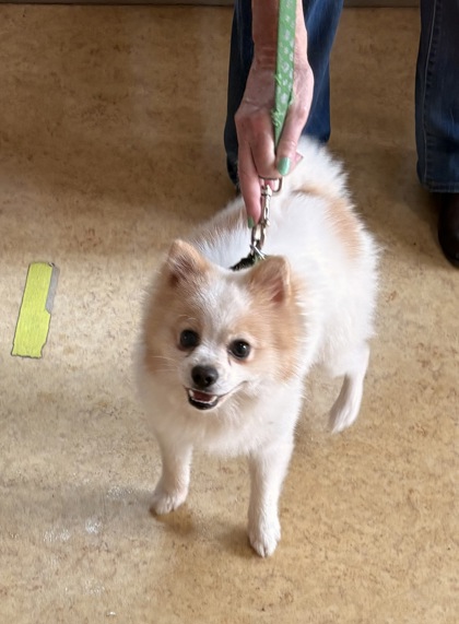 Shelter Stray Male Dog last seen Hampton Rd + Parkerville Rd, Desoto, TX, 1150 E Pleasant Run Rd, Cedar Hill, TX 75104, USA