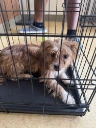 Shelter Stray Female Dog last seen Horseshoe Court, Desoto, TX, 1150 E Pleasant Run Rd, Cedar Hill, TX 75104, USA