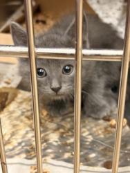 Shelter Stray Unknown Cat last seen High Point, Cedar Hill, , 1150 E Pleasant Run Rd, Cedar Hill, TX 75104, USA