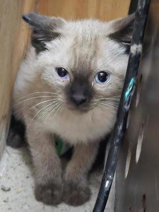 Shelter Stray Male Cat last seen Circuit Dr and Ivy St, Roseville City, CA, 200 Tahoe Ave, Roseville, CA 95678, USA