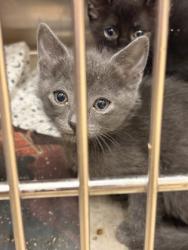 Shelter Stray Unknown Cat last seen High Point, Cedar Hill, , 1150 E Pleasant Run Rd, Cedar Hill, TX 75104, USA