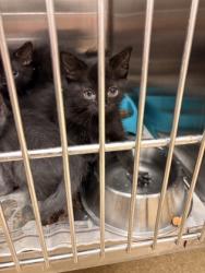 Shelter Stray Unknown Cat last seen High Point, Cedar Hill, , 1150 E Pleasant Run Rd, Cedar Hill, TX 75104, USA