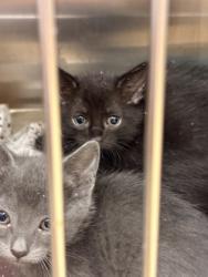 Shelter Stray Unknown Cat last seen High Point, Cedar Hill, , 1150 E Pleasant Run Rd, Cedar Hill, TX 75104, USA