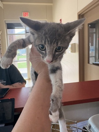 Shelter Stray Male Cat last seen Near Houston, Cedar Hill, TX, 1150 E Pleasant Run Rd, Cedar Hill, TX 75104, USA