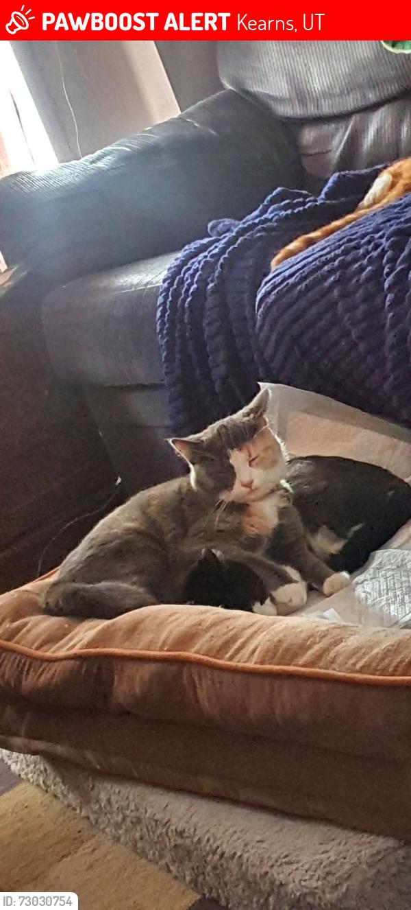 Lost Male Cat last seen Near s 4500 west, Kearns, UT 84118