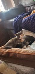 Lost Male Cat last seen Near s 4500 west, Kearns, UT 84118