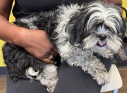 Shelter Stray Female Dog last seen Near Simon St., Atlanta, GA, 1251 Fulton Industrial Blvd NW, Atlanta, GA 30336, USA