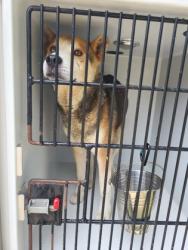 Shelter Stray Male Dog last seen Near buckhurst trl, South Fulton, GA, 1251 Fulton Industrial Blvd NW, Atlanta, GA 30336, USA