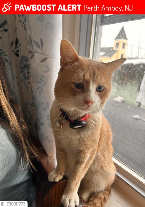 Lost Male Cat last seen Charles and Wayne st Perth Amboy NJ, Perth Amboy, NJ 08861