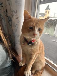 Lost Male Cat last seen Charles and Wayne st Perth Amboy NJ, Perth Amboy, NJ 08861